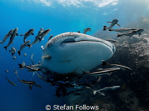 "Here's looking at you kid". Whale Shark - Rhincodon typu... by Stefan Follows 